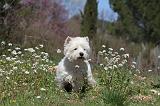 WESTIE 024